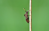 Dock Bug (Coreus marginatus)